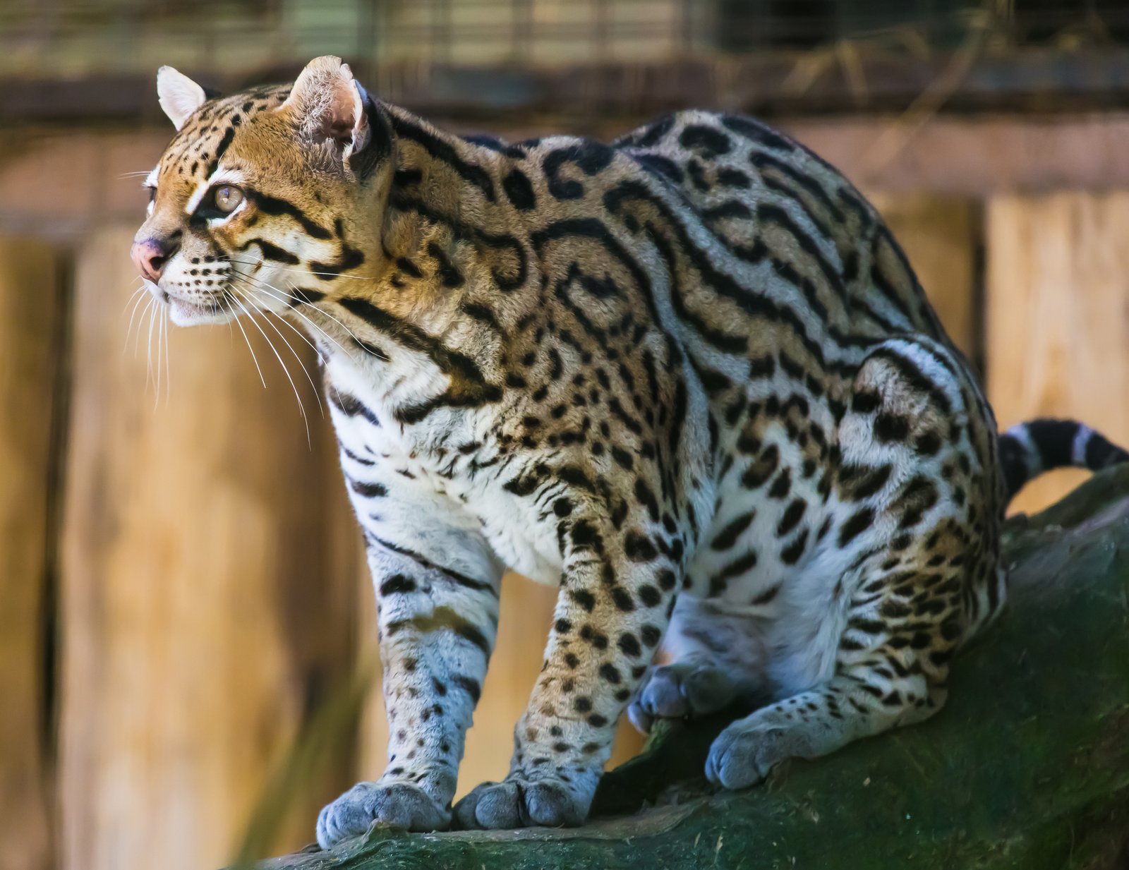 Ozelot im Zoo Itatiba